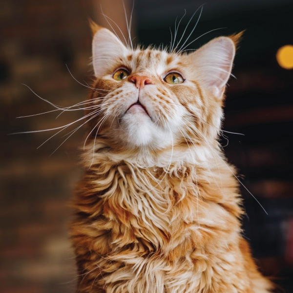 Four-pawed residents can indulge in a variety of a(meow)ments at our pet-friendly community. 🐾

#LiveThePullman #ThePullmanApts #DenverLiving #StylishLiving #ThePullmanUnionStation #DenverApartments #LuxuryApartments #ApartmentGoals #NowLeasing #PetFriendly #PetFriendlyApartments #PetsWelcome
